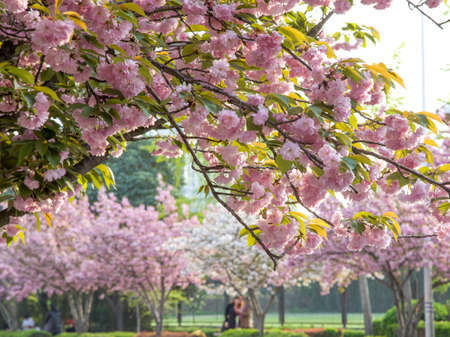 The cherry blossomの写真素材