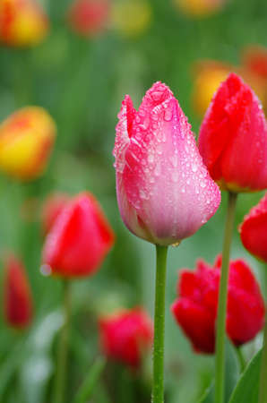 The tulipの写真素材