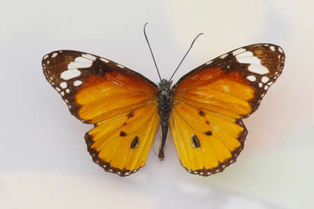 butterfly specimen