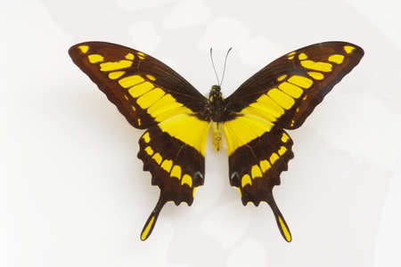 butterfly specimen