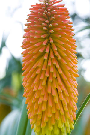 Close up to a torch shape flower