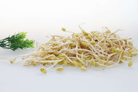 Bean sproutsの写真素材