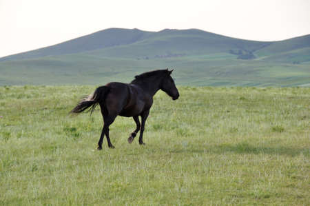 Steppe horseの写真素材