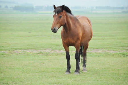 Steppe horseの写真素材