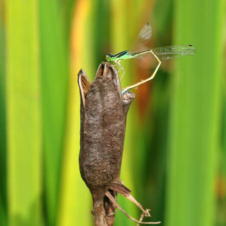 dragonfly