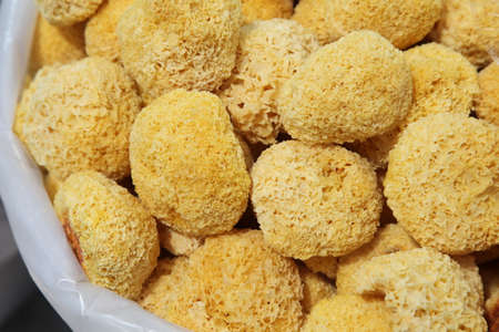 Close up to white fungusの写真素材