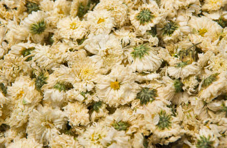 Dry chrysanthemumの写真素材