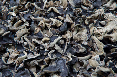 Black fungusの写真素材