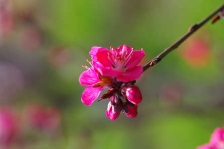 Bloom in the peach blossom