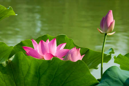 lotus flowerの写真素材