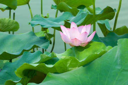 lotus flowerの写真素材