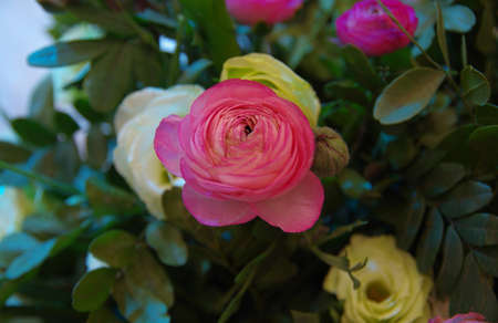 The roses