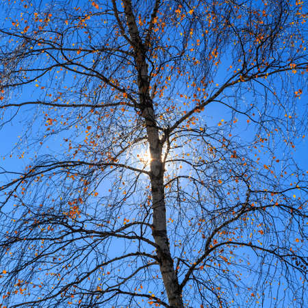 Poplar silhouetteの写真素材