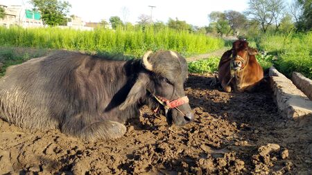 Amazing Buffaloes image. Buffalo (Animal) image.