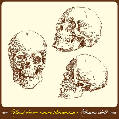 human skull - hand drawn のイラスト素材