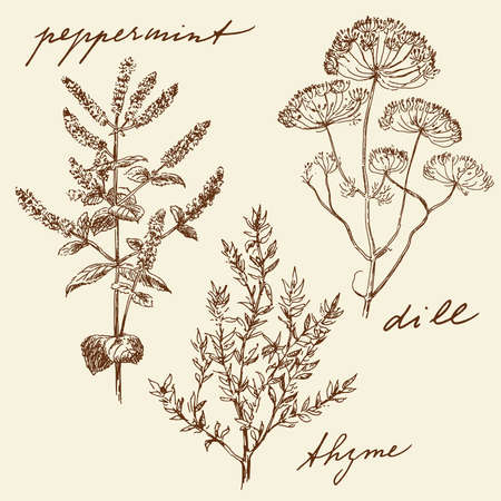 hand drawn herbs のイラスト素材