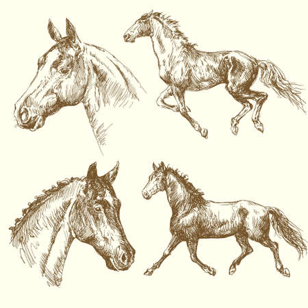 hand drawn horsesのイラスト素材
