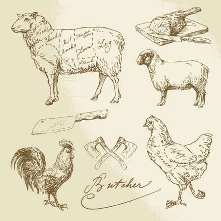 cut of meat - lamb, chicken - hand drawn illustrationのイラスト素材