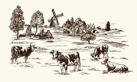 Cows grazing on meadow. Hand drawn illustration.のイラスト素材