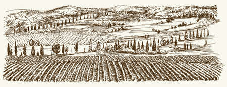Wide view of vineyard. Vineyard landscape panorama. Hand drawn illustration.のイラスト素材