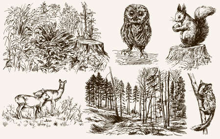 Forest nook. Wild animals. Hand drawn setのイラスト素材
