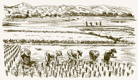 Asian farmers working on Field. Hand drawn illustration. Rice harvest.のイラスト素材