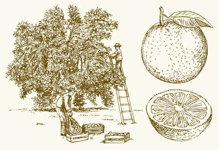 Farmer harvesting oranges in an orange tree field. Hand drawn vector illustration.のイラスト素材