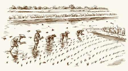 Asian farmers working on Field. Hand drawn illustration. Rice harvest.のイラスト素材