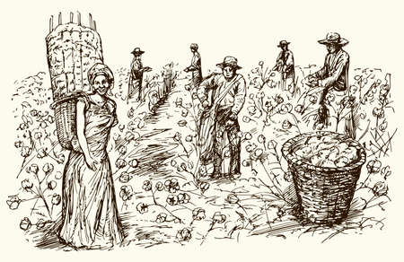 Workers picking cotton. Hand drawn illustration.のイラスト素材