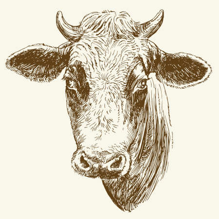 Cow. Hand drawn vector illustration.のイラスト素材
