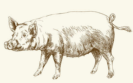 Pig. Hand drawn illustration.のイラスト素材