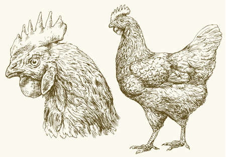 Chicken, hand drawn illustration.のイラスト素材