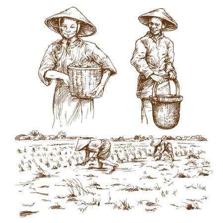 Asian farmers working on Field. Hand drawn illustration. Rice harvest.のイラスト素材