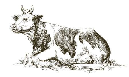 Lying cow. Hand drawn vector illustration.のイラスト素材