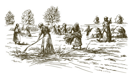 Historical scene, women harvesting hay or grain.のイラスト素材