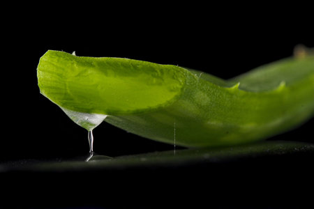 Aloe Vera leaf, Studio shot on blackの写真素材