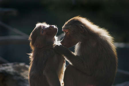 baboons lousing, Zoo Augsburg, Germanyの写真素材