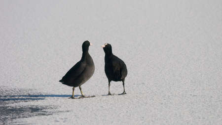 coots on a frozen lakeの写真素材