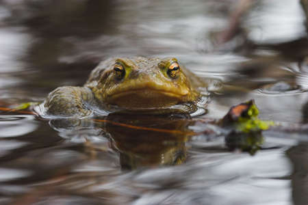 toad (bufo bufo), returned to water for pairingの写真素材
