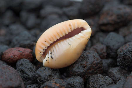 little shell on lava-strand, Isle of Lipari, Sicilyの写真素材