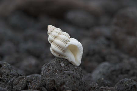 snail shell on lava beachの写真素材