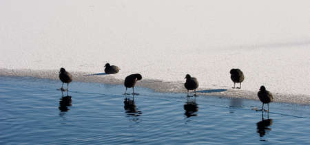coots on a frozen lake, resting at the ice-edgeの写真素材