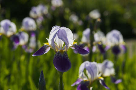iris germanica