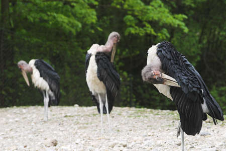 marabus in zoo, standing in row, preening, focus on the first one, right sideの写真素材