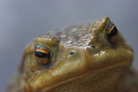 toad