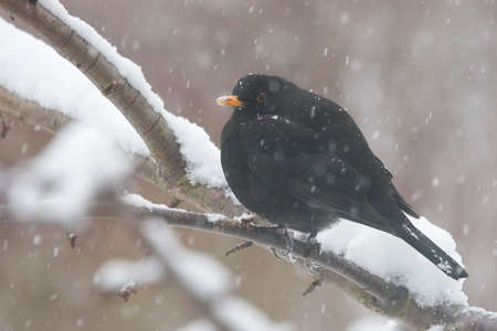 blackbird sitting on a snowy twigの写真素材