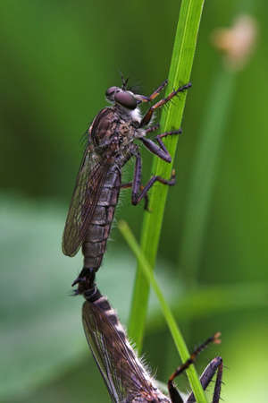 robbery flies, pairing
