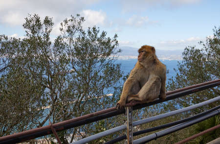 Gibraltar, monkey rock, a Berber monkey sits on a railing and looks out to the sea of Gibraltar,の写真素材