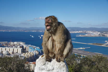 Gibraltar, monkey rock, a Berber monkey sits threateningly, with its mouth wide open on a railing, behind it the sea gorge of Gibraltar with airport and runway,の写真素材