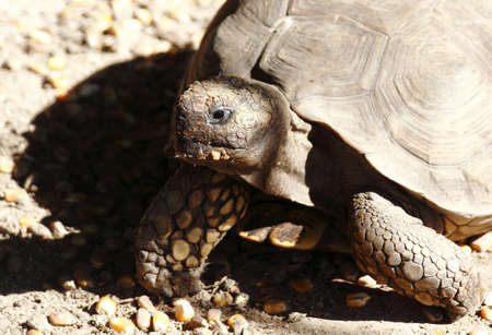 Turtle feeding in its habitat - Hard lightの写真素材